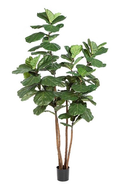 56908N-iskusstvennyj-ficus-elastica-nitida-kauchukonosnyj-250-cm